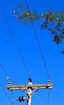 Entretien des arbres